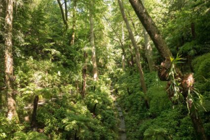 Il parco dietro le quinte a Villa Carlotta